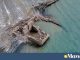 Λειψυδρία – Η λίμνη του Μόρνου εκπέμπει SOS: Η στάθμη του νερού έχει υποχωρήσει πάνω από 35 μέτρα