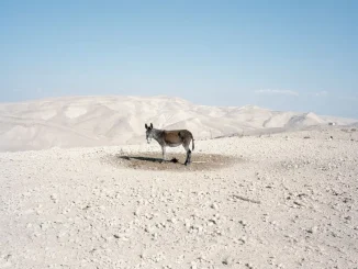 Η έκθεση “Why Look at Animals? Δικαιοσύνη για τη μη ανθρώπινη ζωή” εγκαινιάζεται στο ΕΜΣΤ