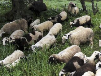 Αιγοπρόβατα-«μετανάστες» εκ Κρήτης αναζητούν βοσκοτόπια…