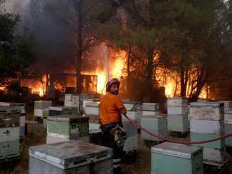 Από αδήλωτα μελίσσια ξεκίνησε η φωτιά στον Υμηττό – Πρόστιμο στους δύο παραβάτες αλλά και στον πρύτανη του ΕΚΠΑ