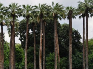 Δήμος Αθηναίων: Αυξημένα μέτρα ασφαλείας λόγω ισχυρών ανέμων – Κλειστός ο Εθνικός Κήπος