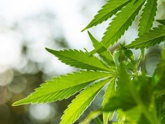 Μία σύλληψη για καλλιέργεια δενδρυλλίων κάνναβης στην Κατερίνη